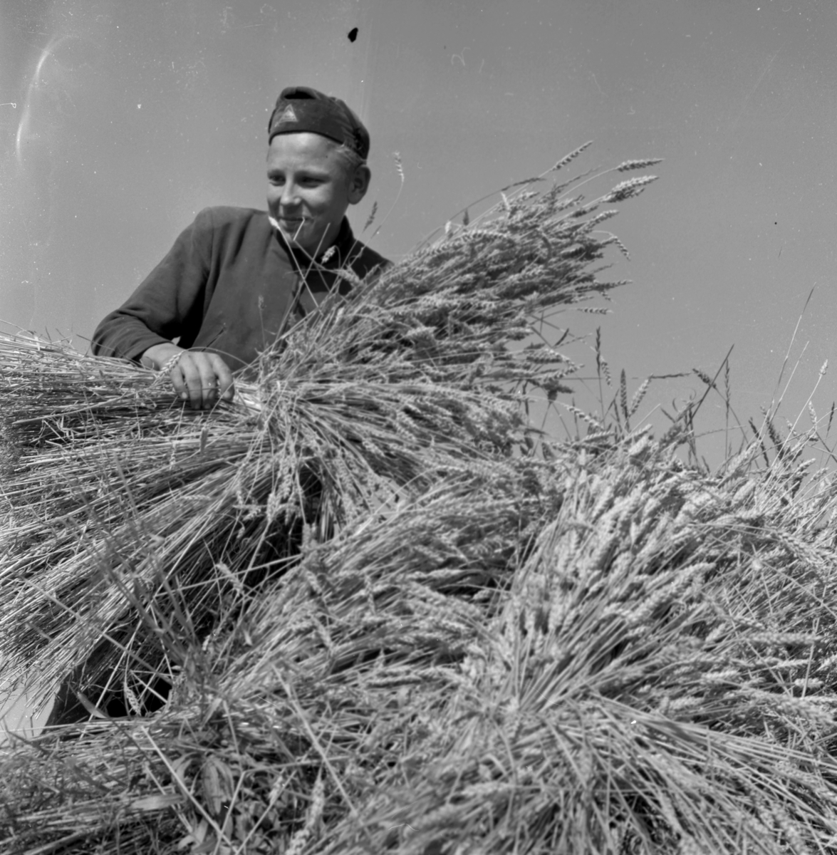 Örebro Kuriren, Skördereportage. 24 augusti 1955
