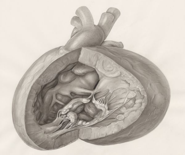H.G Wetselaar, Heart