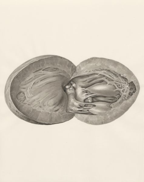H.G Wetselaar, Heart