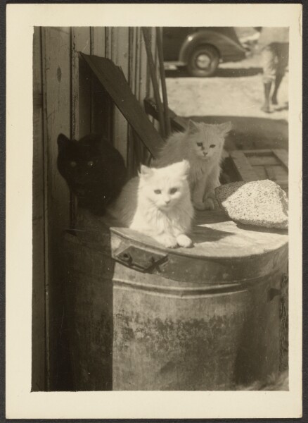 Louis Fleckenstein, [Three Cats]