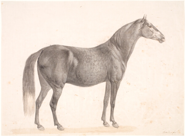 Christian David Gebauer, Sort hest