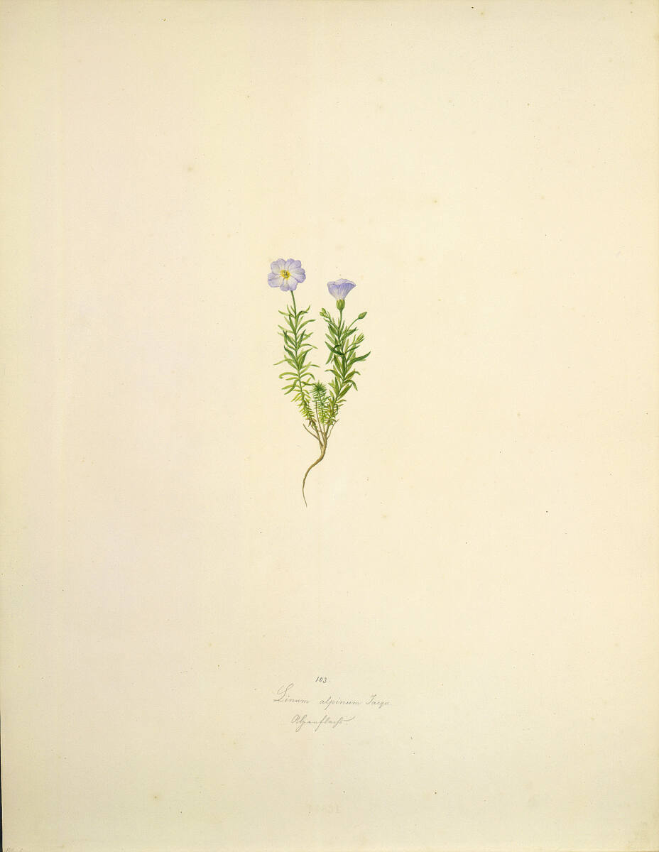 AugustRokert, Linum alpinum Jacqu. - Alpen-Lein