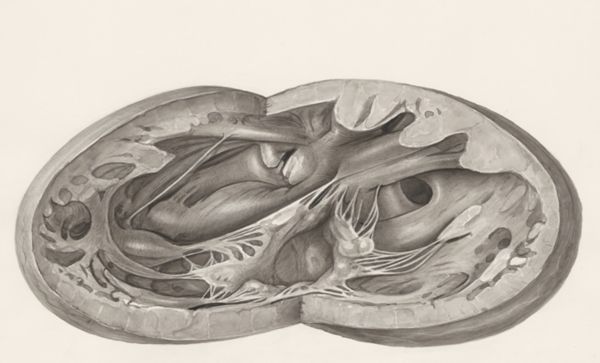H.G Wetselaar, Heart