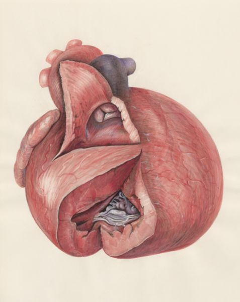 H.G Wetselaar, Heart