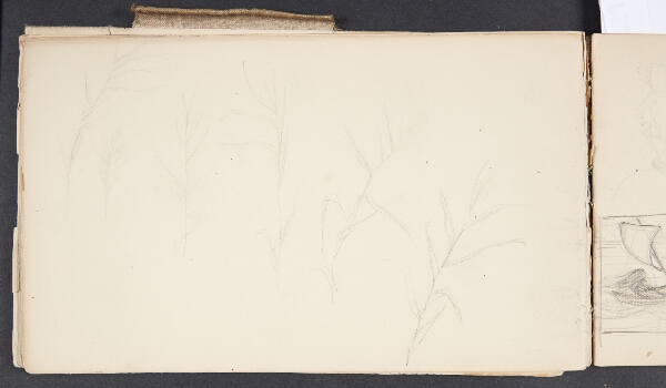 Agnes Slott-Møller, Plantestudier