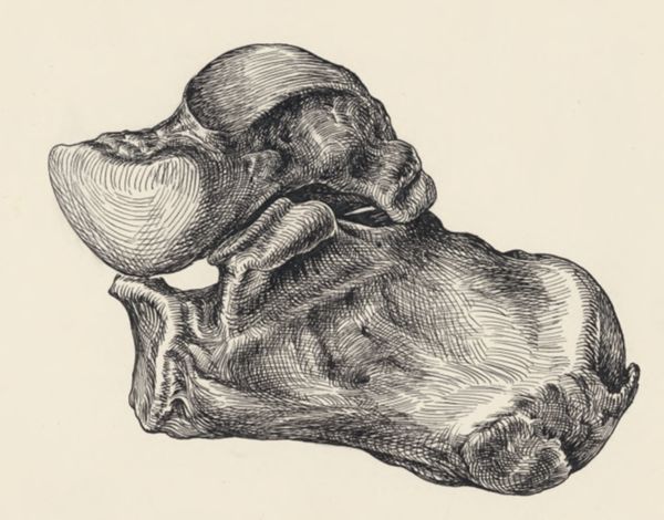 J Tinkelenberg, Musculoskeletal system of the lower extremity