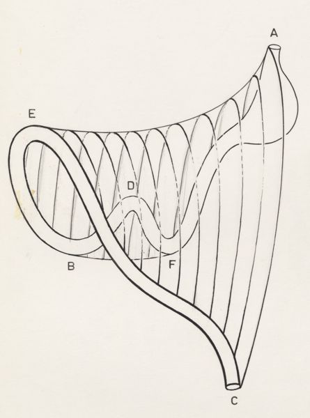 H.G Wetselaar, Digestive system