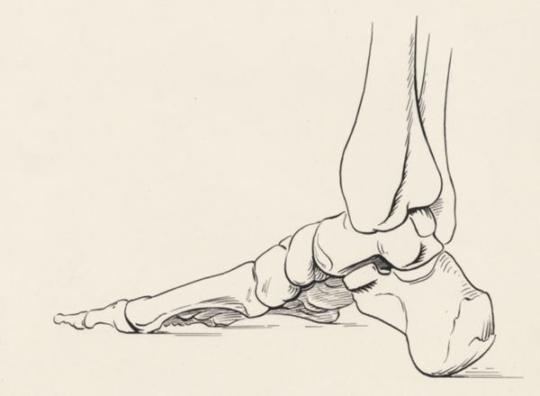 J Tinkelenberg, Musculoskeletal system of the foot