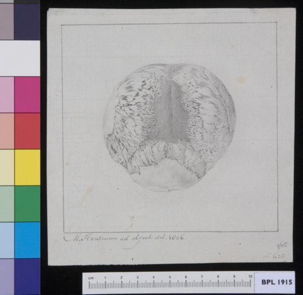 M Houtman, Skull, seen from above