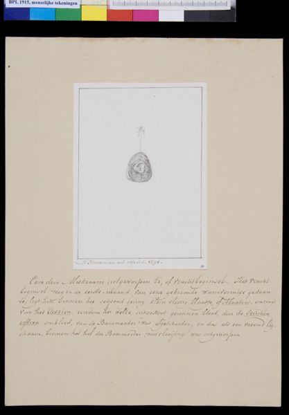 M Houtman, Embryo
