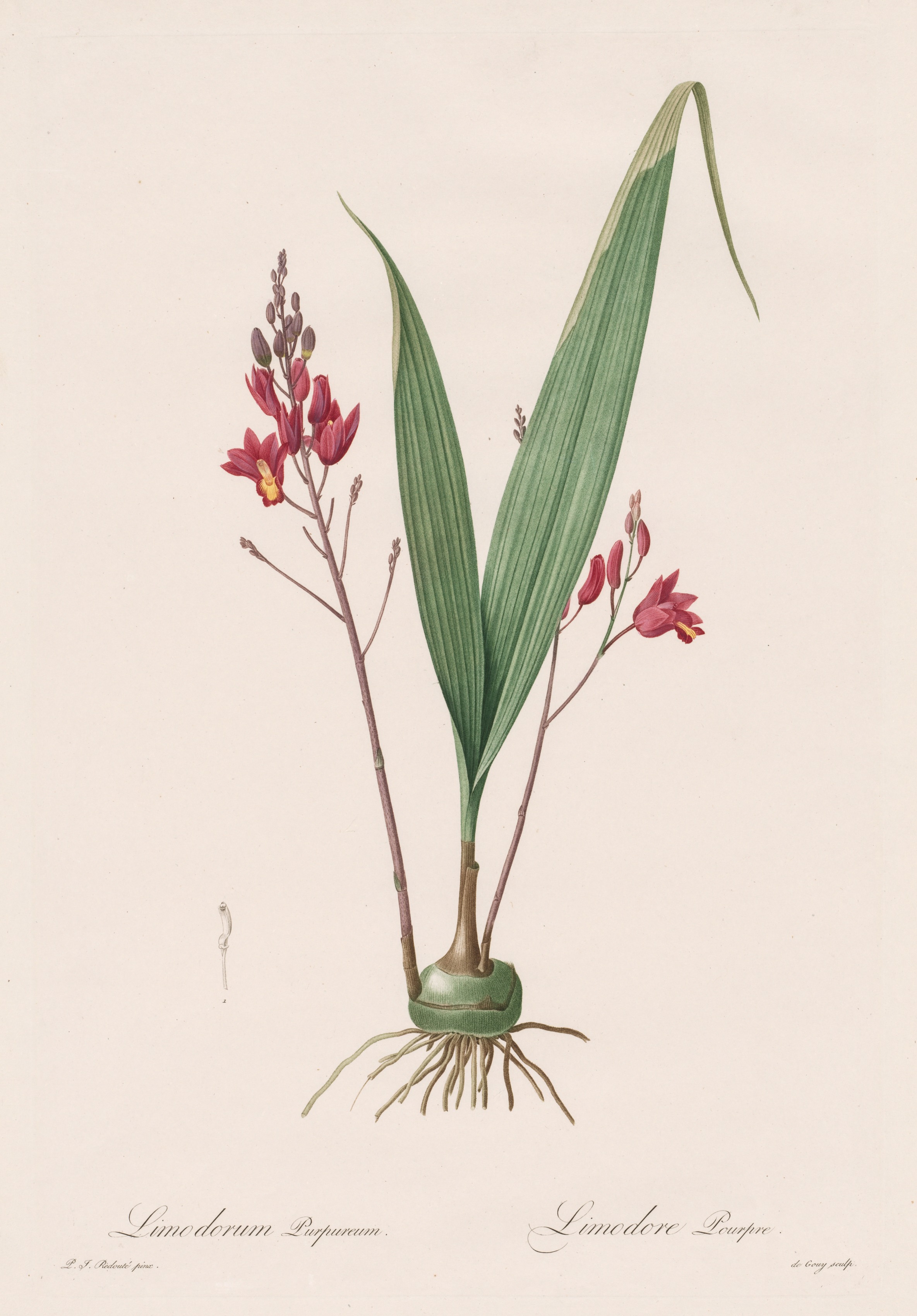 Pierre-Joseph Redouté, Les Liliacées:  Limodorum purpureum