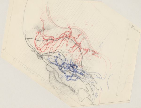 J Tinkelenberg, Sketch of the vascular system of the head of an embryo