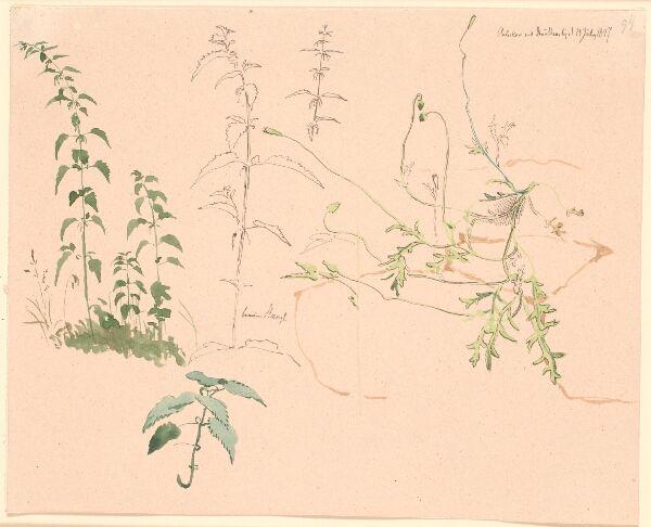 Johan Thomas Lundbye, Plantestudier