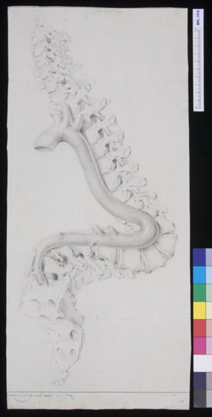 M. Houtman, Specimens: dorsal vertebra