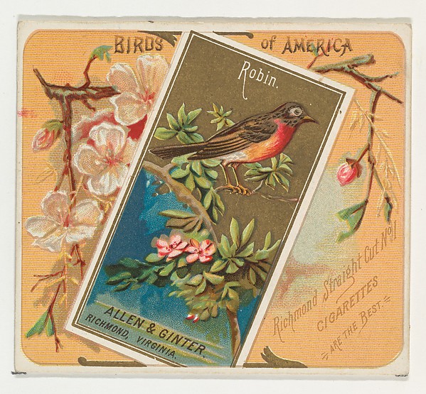 Allen & Ginter, Robin, from the Birds of America series (N37) for Allen & Ginter Cigarettes