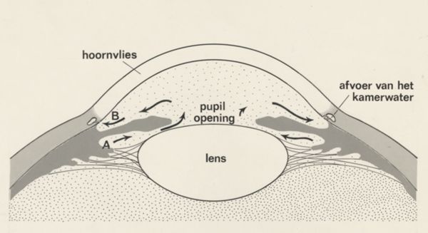 J Tinkelenberg, Schematic representation of the eye