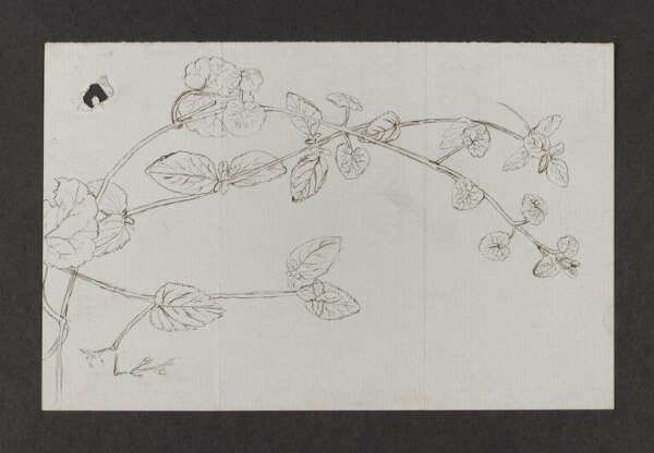 Potter, Beatrix, drawing