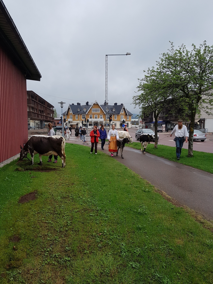 Jennie Tiderman-Österberg, Buffering to Arvselen’s Fatherside, Malung, 2018. The colour runs through the centre of Malung. In the foreground, in addition to Täpp Lats Arnesson, his daughter Täpp Kerstin is also seen wearing costume.