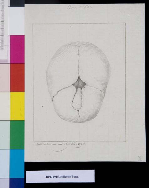 M Houtman, Child's skull, view from above