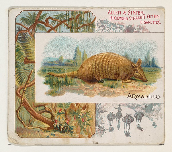 Allen & Ginter, Armadillo, from Quadrupeds series (N41) for Allen & Ginter Cigarettes