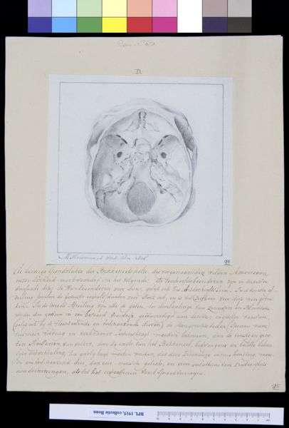 M Houtman, Skull, interior view