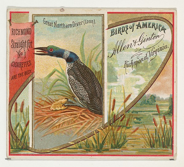 Allen & Ginter, Great Northern Diver (Loon), from the Birds of America series (N37) for Allen & Ginter Cigarettes