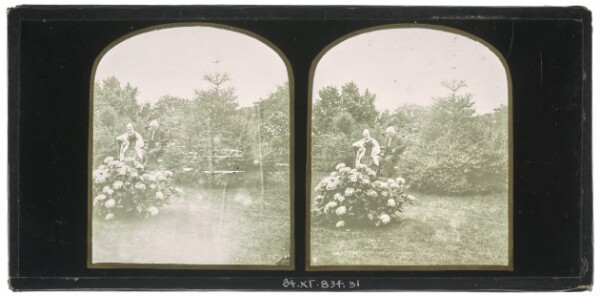 Unknown, [Unidentified elderly British couple seated in garden near a pine tree and bush of hydrangea]