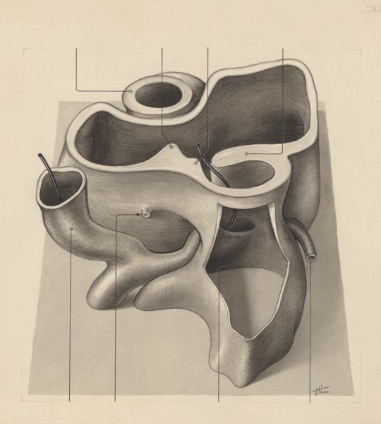 J Tinkelenberg, Embryonic heart