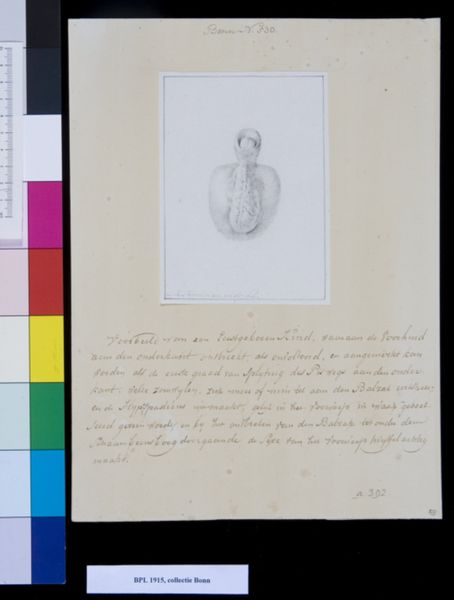 M. Houtman, Scrotum, genitals