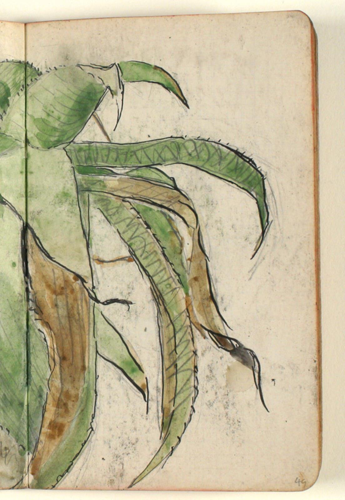 Niels Larsen Stevns, Plantestudie