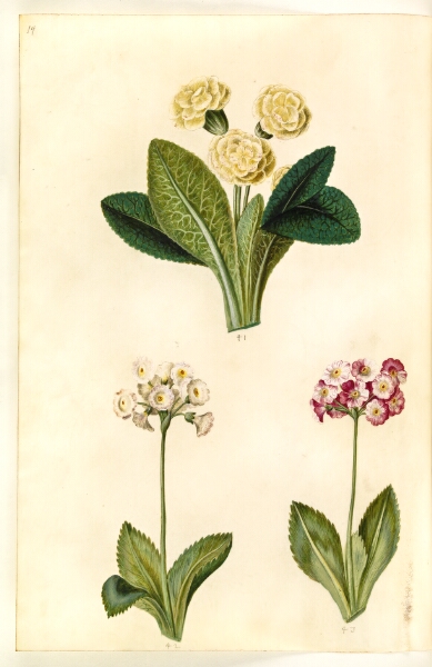 Hans Simon Holtzbecker, Primula vulgaris (storblomstret kodriver); Primula ×pubescens (have-aurikel)