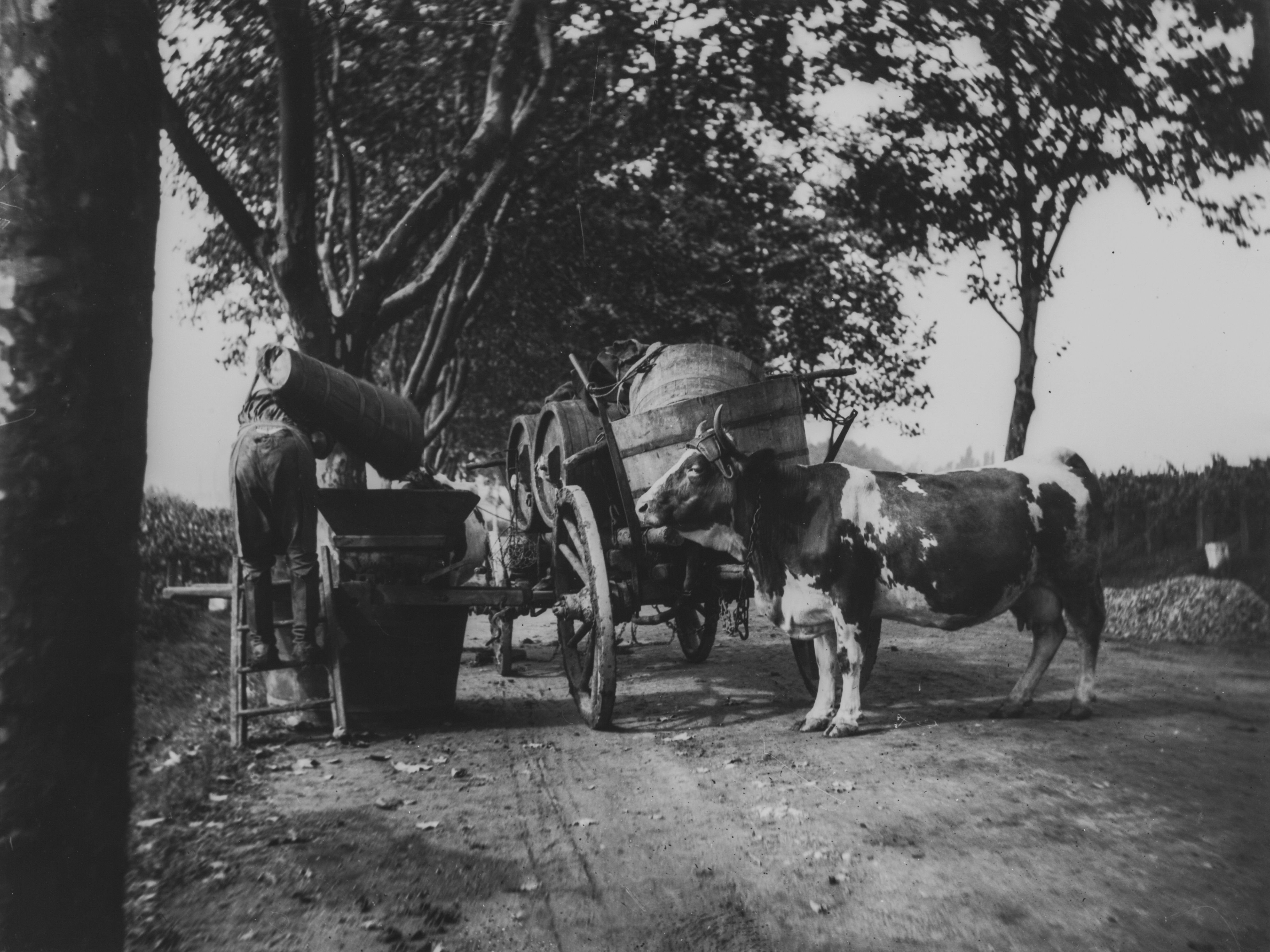 Heinrich Strieffler, Historische Fotografie: Weinlese