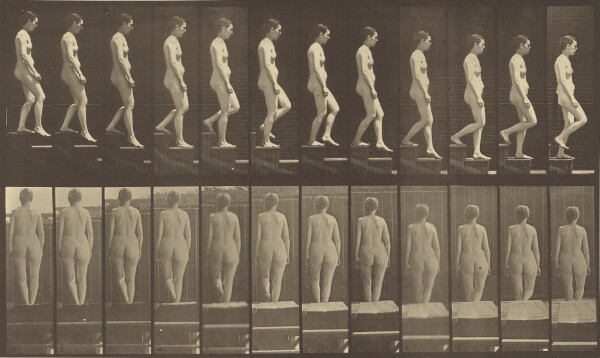 Eadweard J. Muybridge, Animal Locomotion