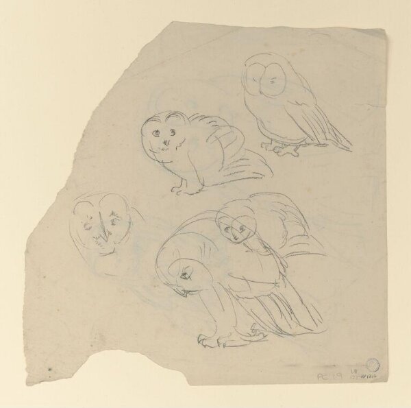 Potter, Beatrix, drawing