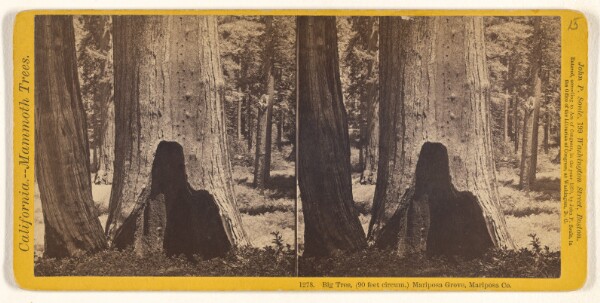 John P. Soule, Big Tree, (90 feet circum.) Mariposa Grove, Mariposa Co.