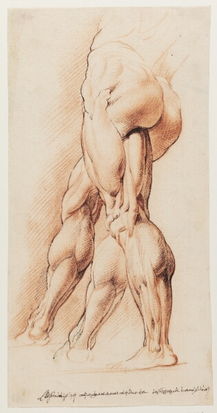 Willem Panneels, Anatomisk studie af en flået mands venstre ben set fra venstre og hans højre ben i to forskellige positioner (écorché)