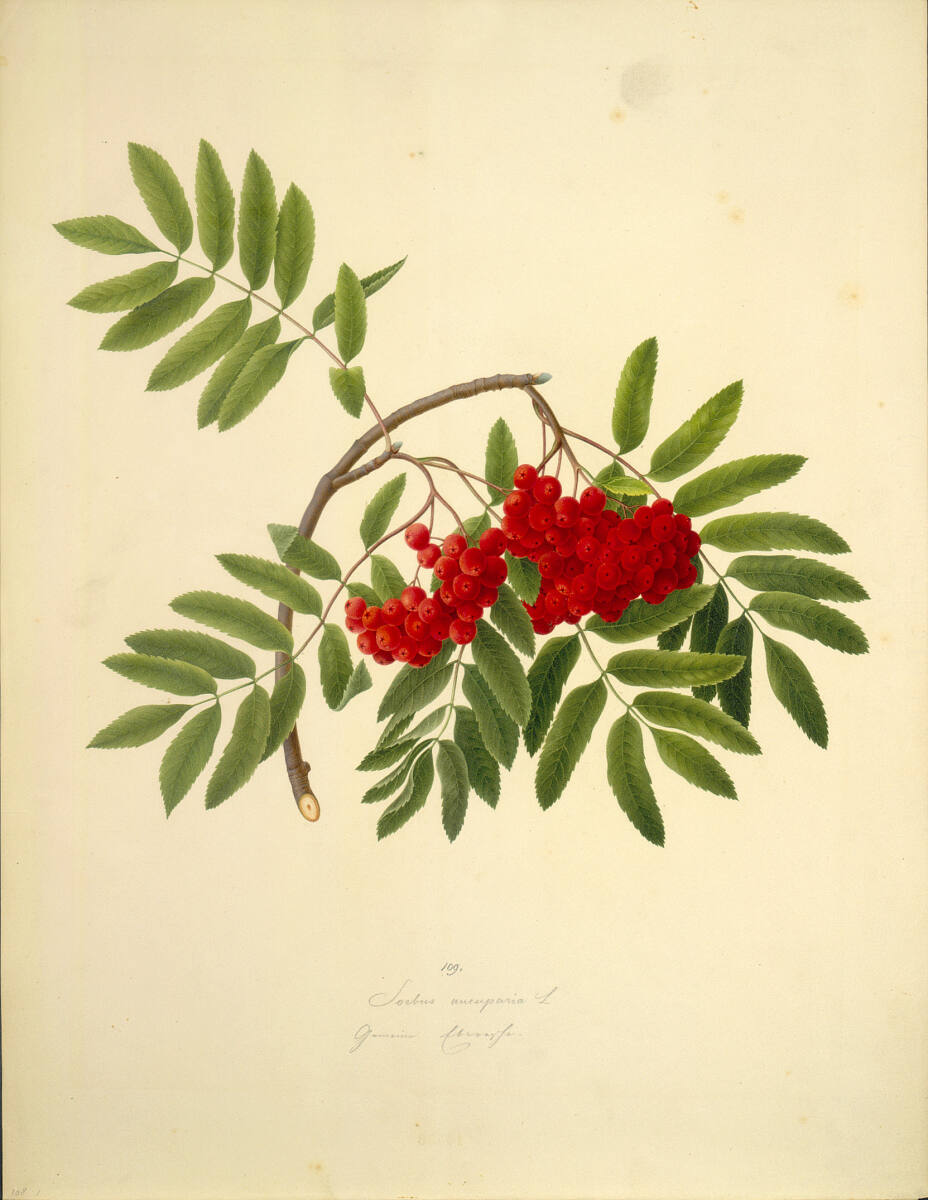 AugustRokert, Sorbus aucuparia L - Eberesche