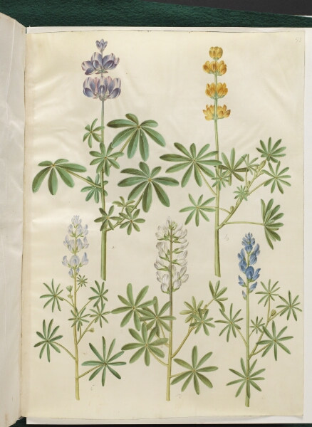 Hans Simon Holtzbecker, Lupinus pilosus (blå lupin); Lupinus luteus (gul lupin); Lupinus angustifolius (smalbladet lupin); Lupinus albus (hvid lupin)