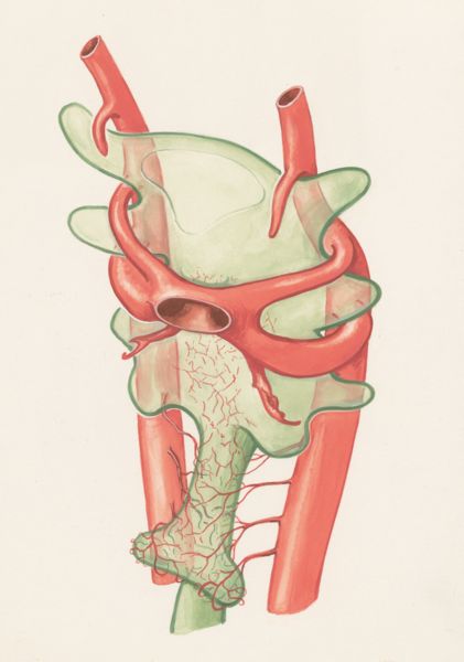 J Wetselaar-Whittaker, Veins of a human embryo