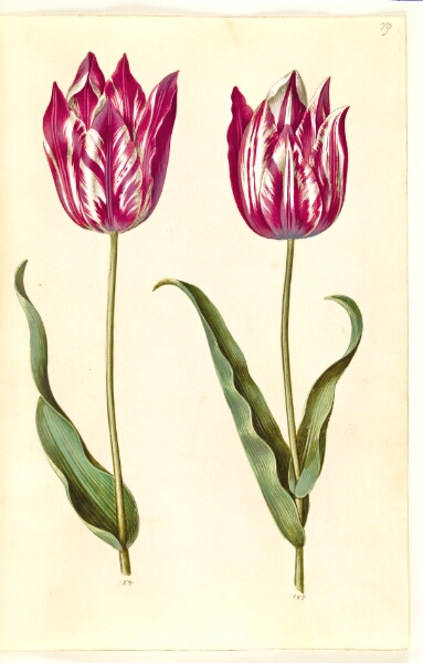 Hans Simon Holtzbecker, Tulipa gesneriana (have-tulipan)
