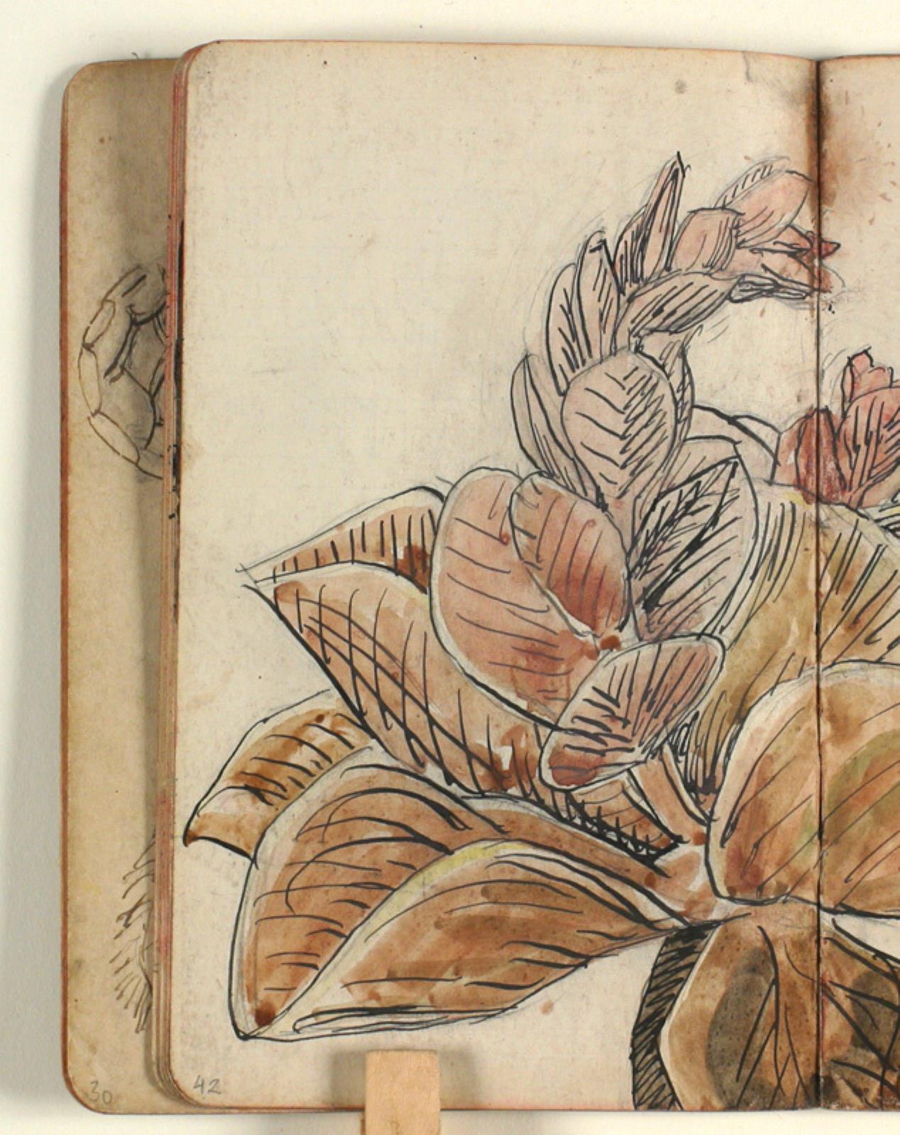 Niels Larsen Stevns, Plantestudie
