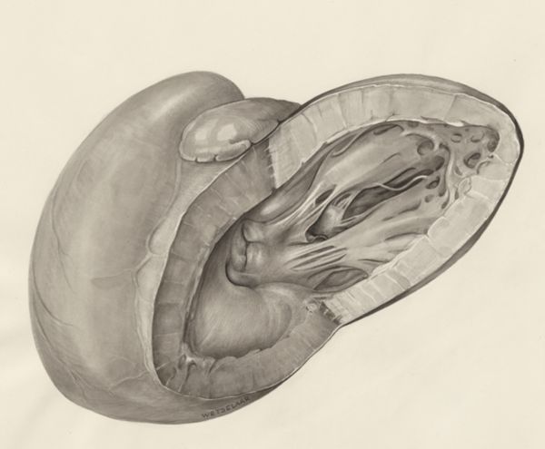 H.G Wetselaar, Heart
