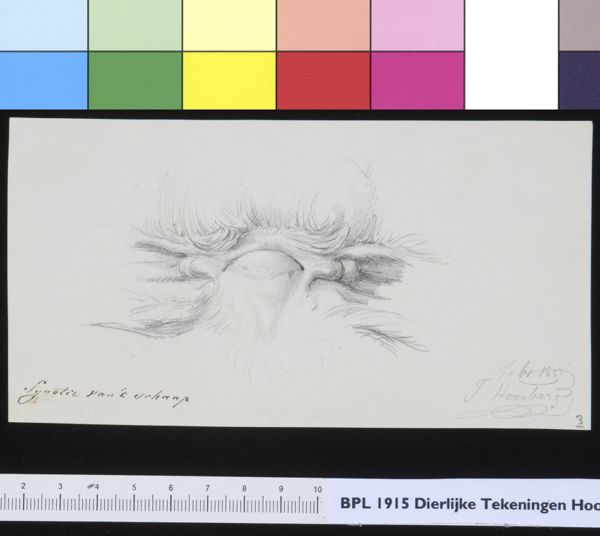 Tiemen Hooiberg, Animals: sheep, synotie