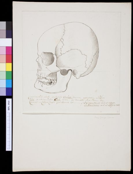 M Houtman, Skull