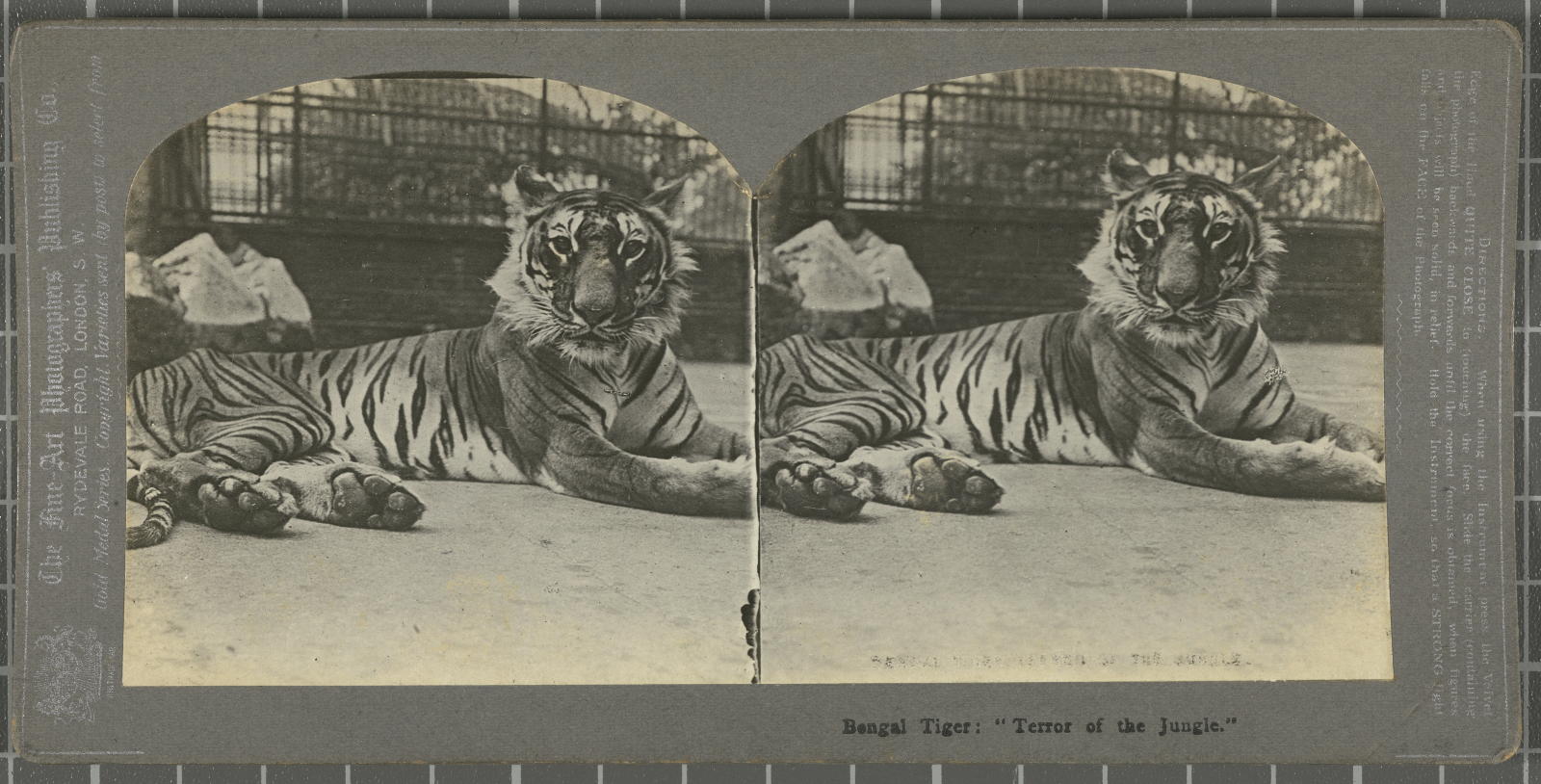 Desconegut, Bengal tiger:\ ‘Terror of the Jungle\’ Fine-Art Photog. Publish. Co.