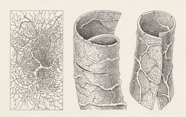 J Tinkelenberg, Circulatory system