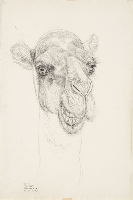 Eduard (autor) Wiiralt, Camel’s head