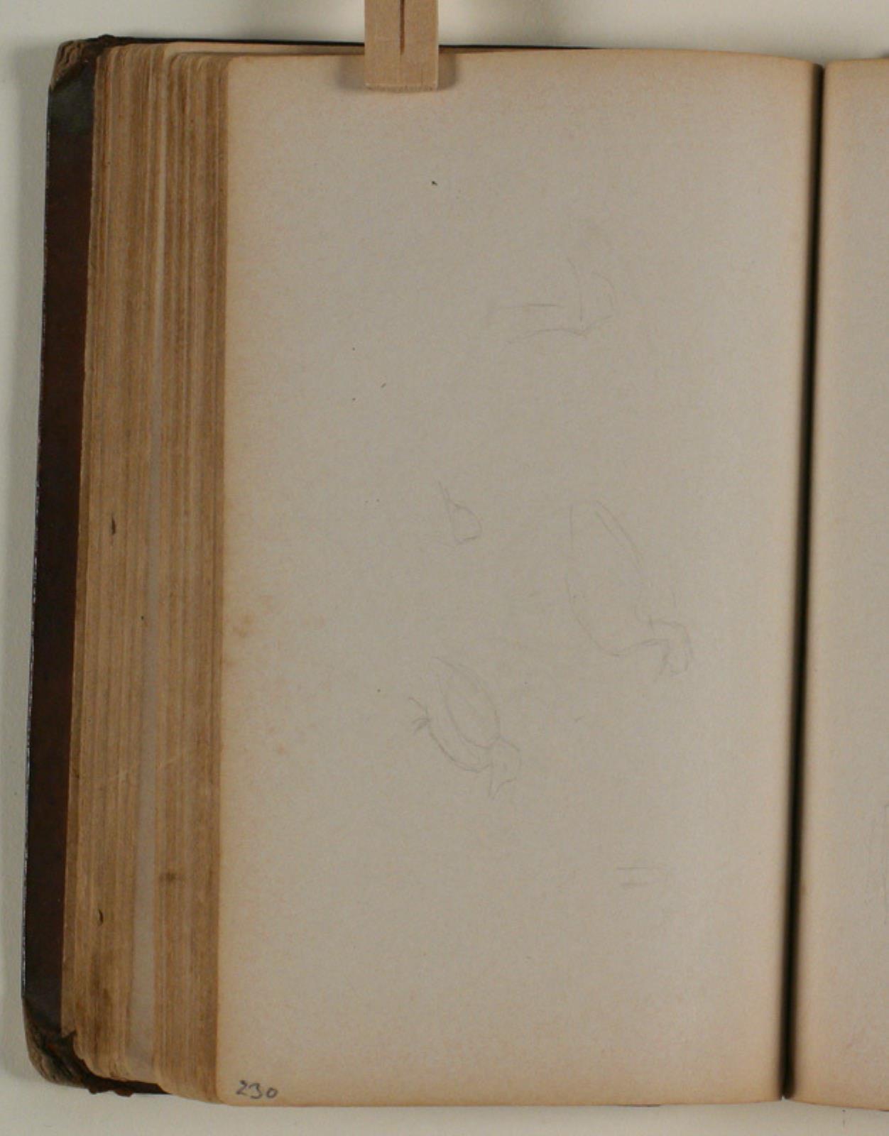 Niels Larsen Stevns, Studier af fugle