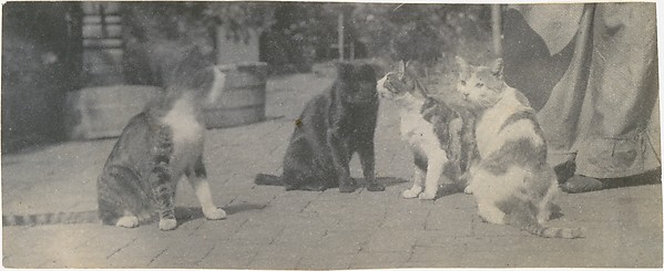 Thomas Eakins, [Four Cats]