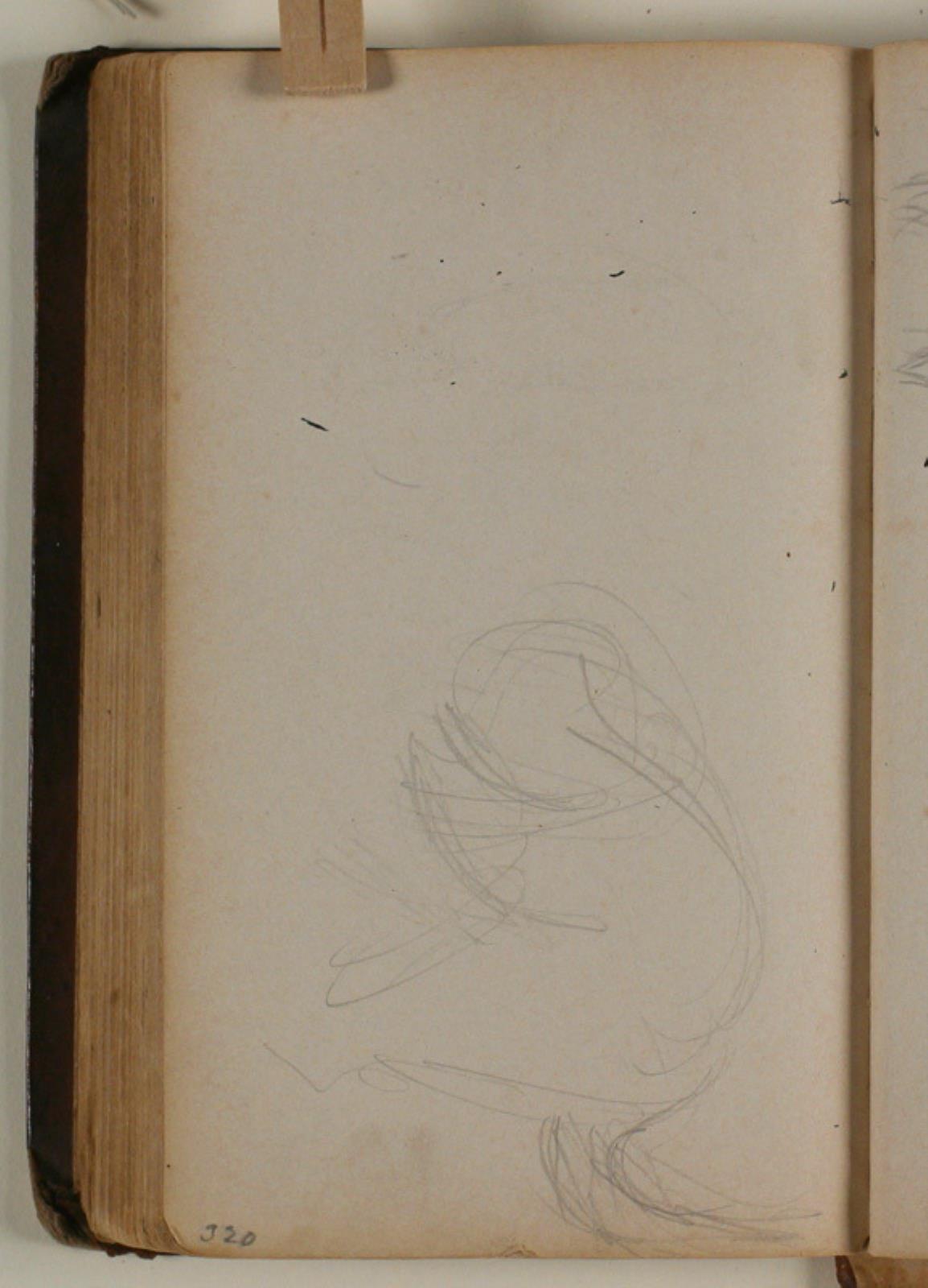 Niels Larsen Stevns, Studie af vaskebjørn